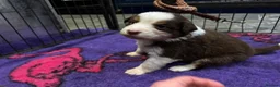 Australian Shepherd dogs for sale: Exceptional KC reg Australian shepherds - Advert 16