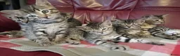 Bengal cats for sale: 4x Girls & 4x Boys – Stunning Bengal cross Kittens - Advert 15