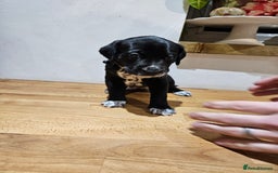 Mixed Breed dogs for sale: Litter of 7 dalmatian cross puppies - Image 22