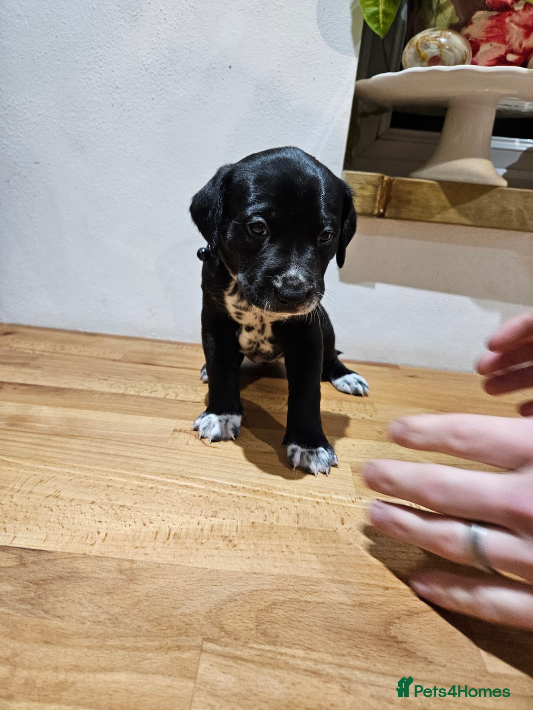 Mixed Breed dogs for sale: Litter of 7 dalmatian cross puppies - Image 22