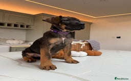 Cane Corso dogs for sale: Beautiful Cane Corso Puppies - Advert 30