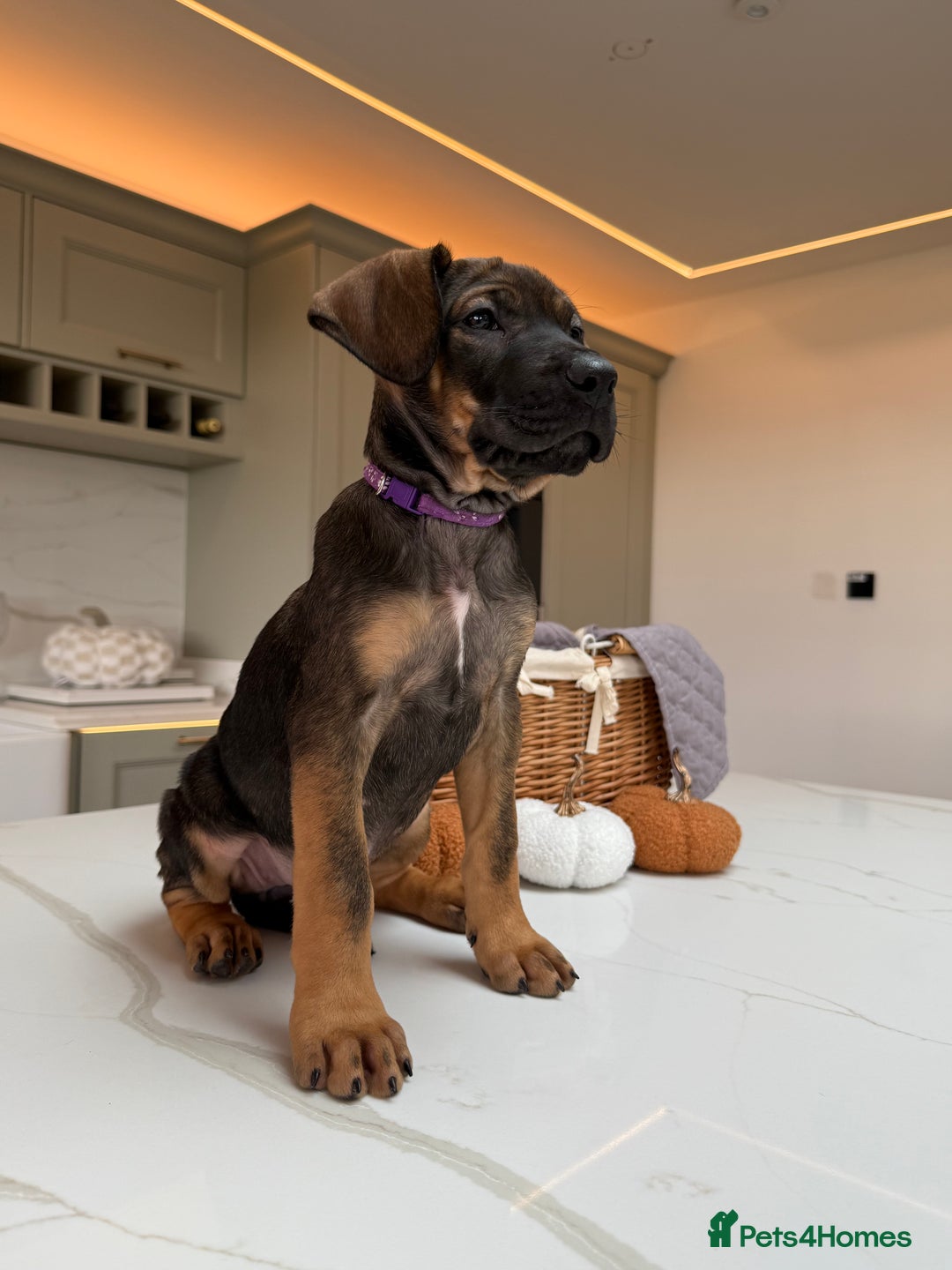 Cane Corso dogs for sale: Beautiful Cane Corso Puppies - Advert 30