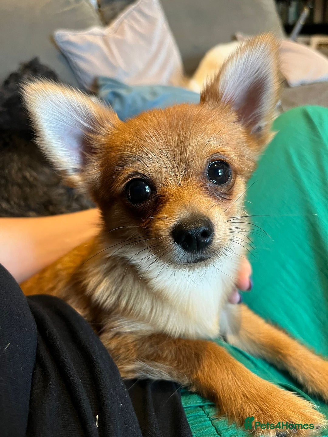 Mixed Breed dogs for sale: Pomchi chihuahua mix  - Advert 9