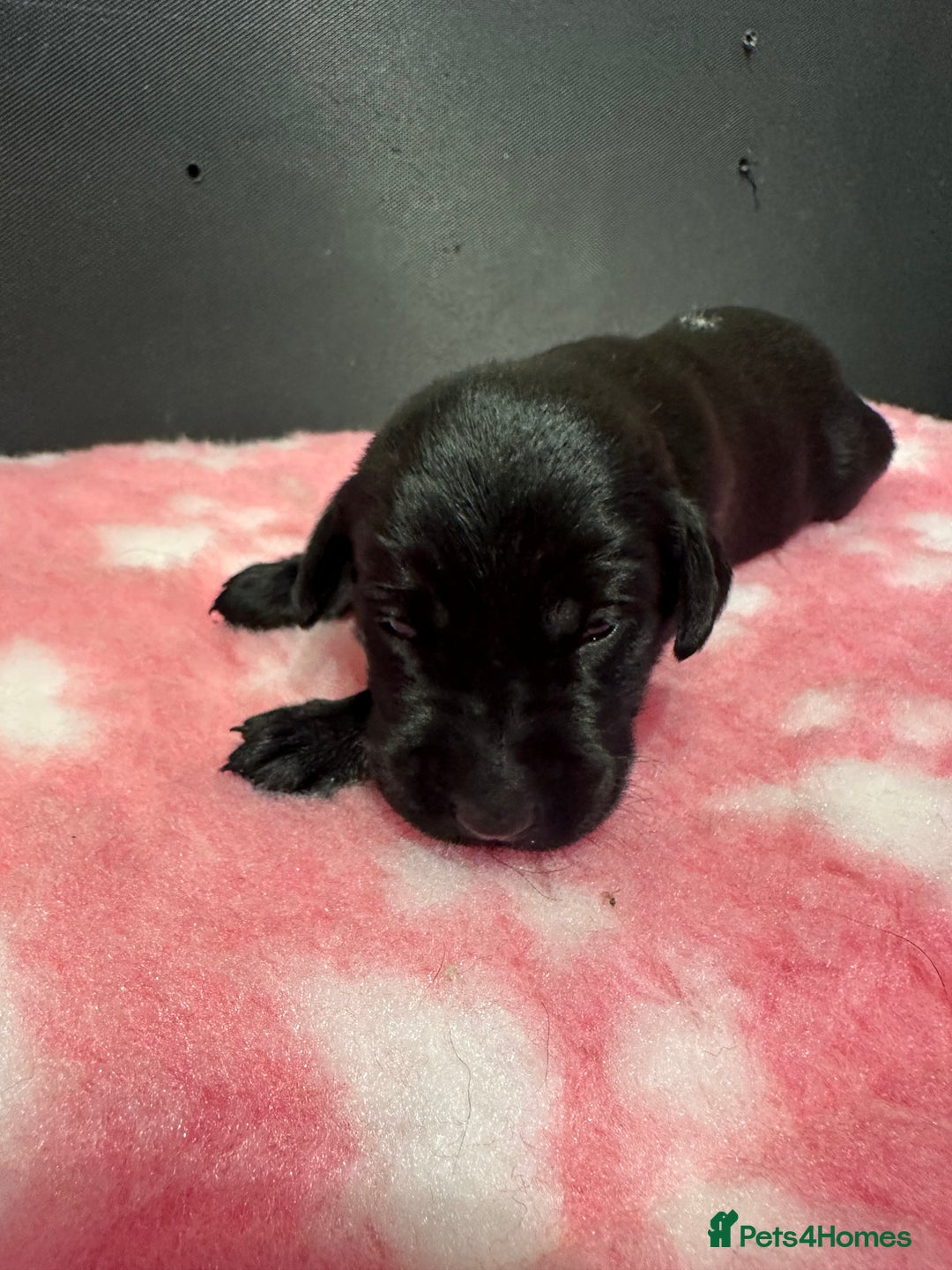 Labrador Retriever dogs for sale: Ftch sired Labrador puppies  - Image 10