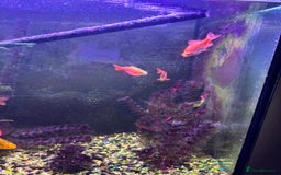 Fancy Goldfish fish for sale: Stocked cold water tank - Image 4