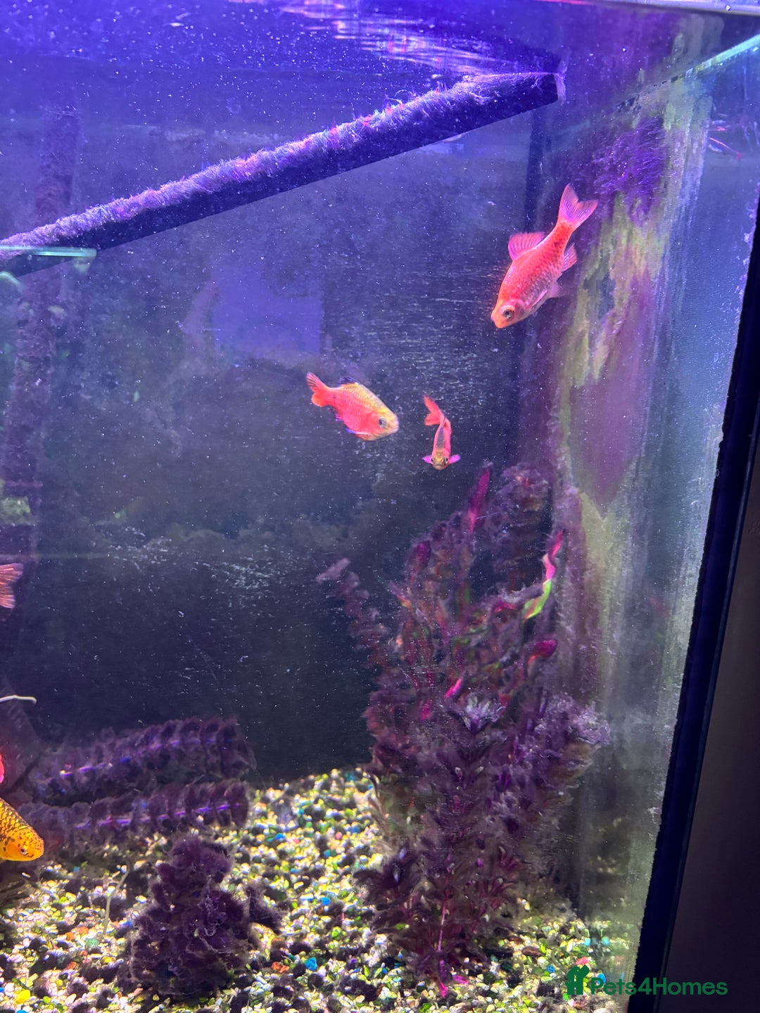 Fancy Goldfish fish for sale: Stocked cold water tank - Image 4