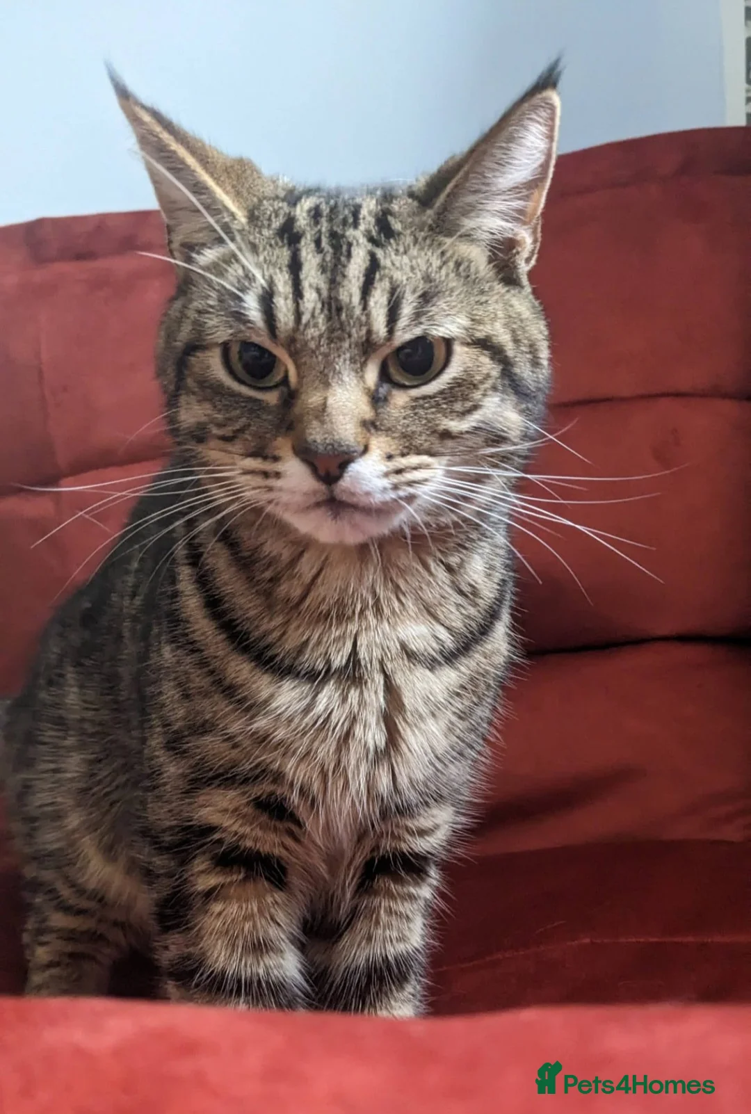 Domestic Shorthair cats for sale: 🐱 Milo is Looking for His Forever Home 🐱 - Advert 2