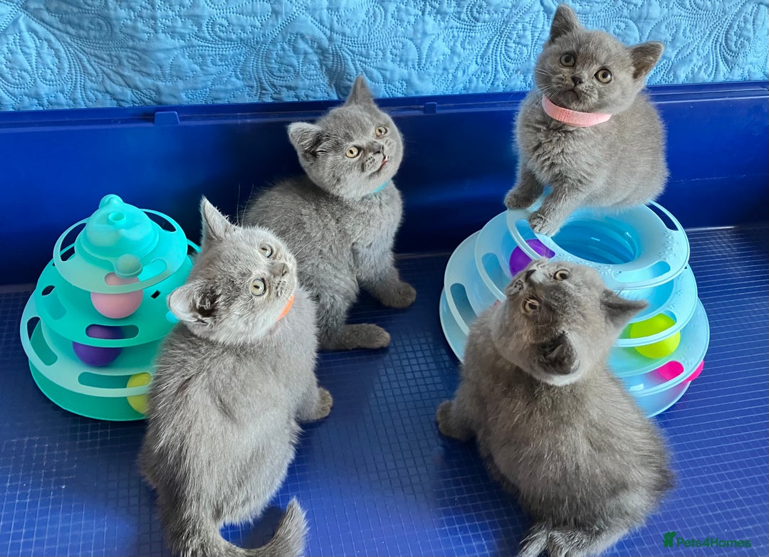 British Shorthair cats for sale: GCCF registered ChampionBloodline 5GENpedigree BSH - Image 19