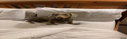 Dachshund dogs for sale: Dachshund  - Advert 9