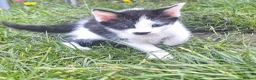 Mixed Breed cats for sale: Beautiful kittens  - Advert 3