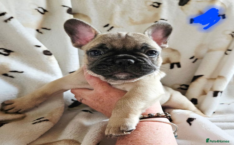 French Bulldog dogs - Advert 18