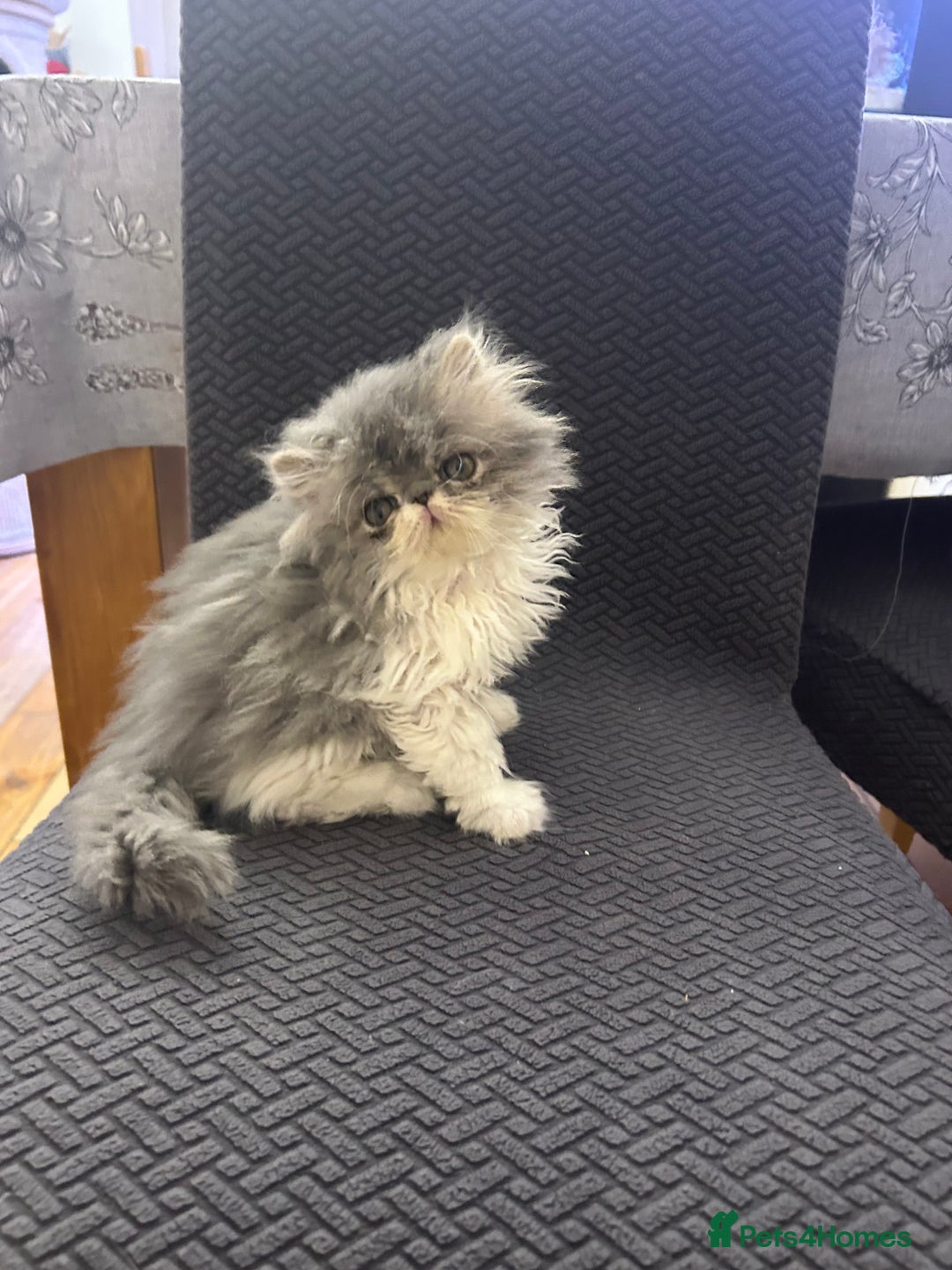 Persian cats for sale: Persian Kittens Top Quality Bloodlines - Advert 7