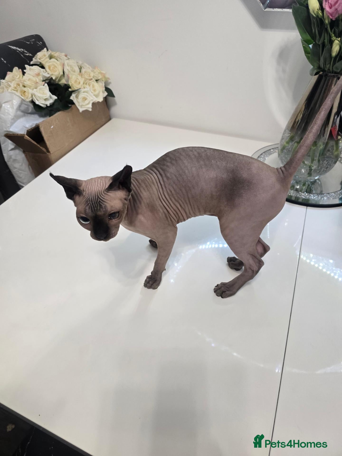 Sphynx cats ♀️Female Sphynx kitten 😸  - Advert 9