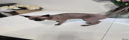Sphynx cats for sale: ♀️Female Sphynx kitten 😸  - Advert 1