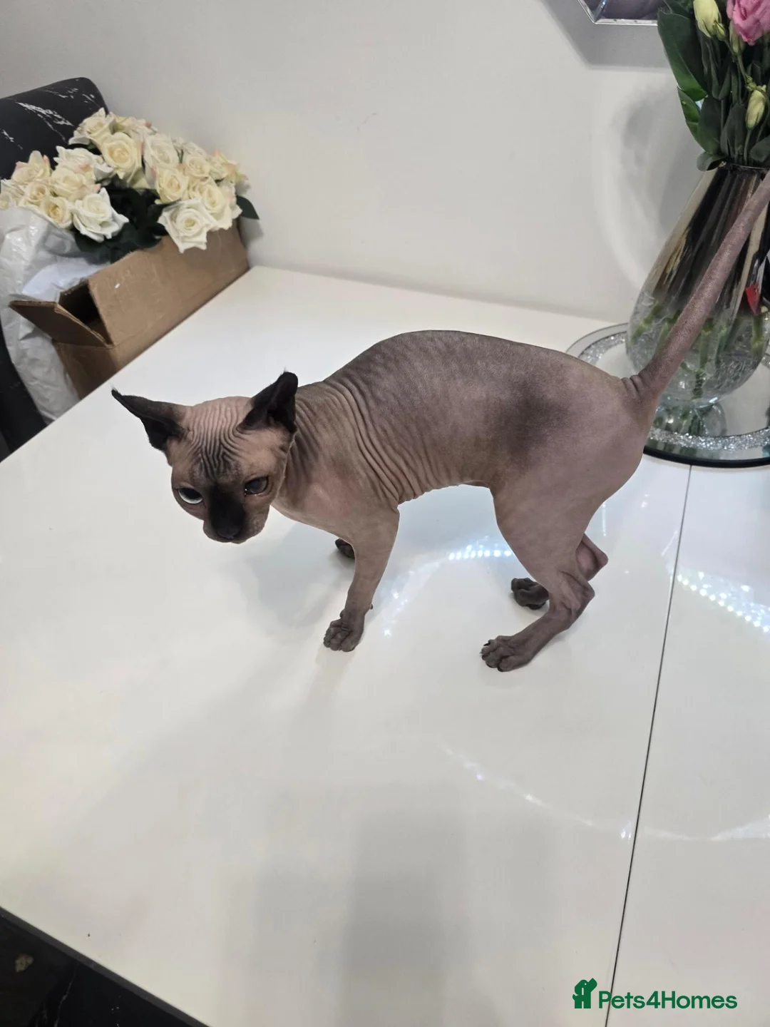 Sphynx cats for sale: ♀️Female Sphynx kitten 😸  - Advert 1