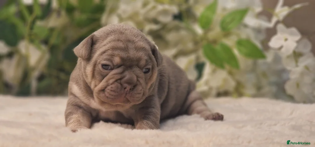 French Bulldog dogs for sale: 💥👀 NEW SHADE ISABELLA, MERLE TRI LILAC   - Advert 36