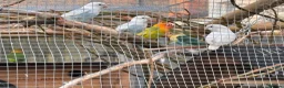 Lovebirds birds for sale: Lovebirds - mixed including proven pair - Advert 5
