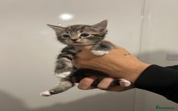 Bengal cats for sale: 3 bengal cross kittens left - Image 5