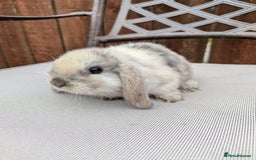 Mini Lop rabbits for sale: Mini lops baby rabbits for sale  - Image 6