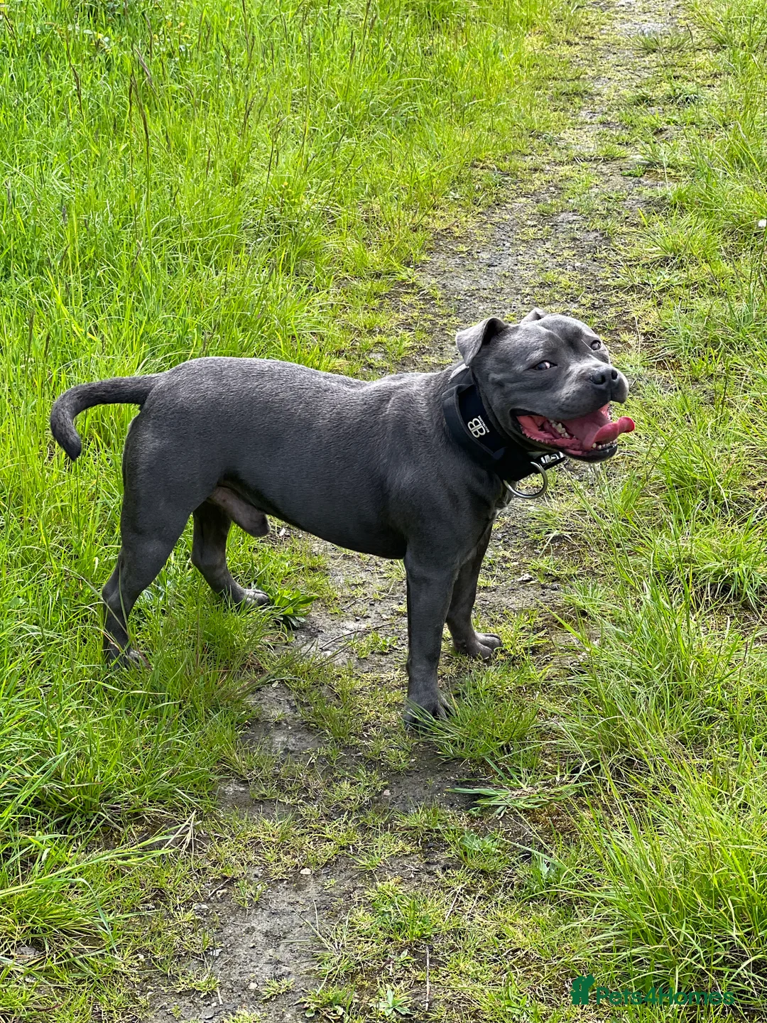 Staffordshire Bull Terrier dogs for stud: REGGIE kc PROVEN (HEALTH TESTED) Dark Blue in Wisbech - Advert 2
