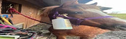 Welsh Section A horses for sale: Beautiful 12.2hh mare  in Shaftesbury - Advert 1