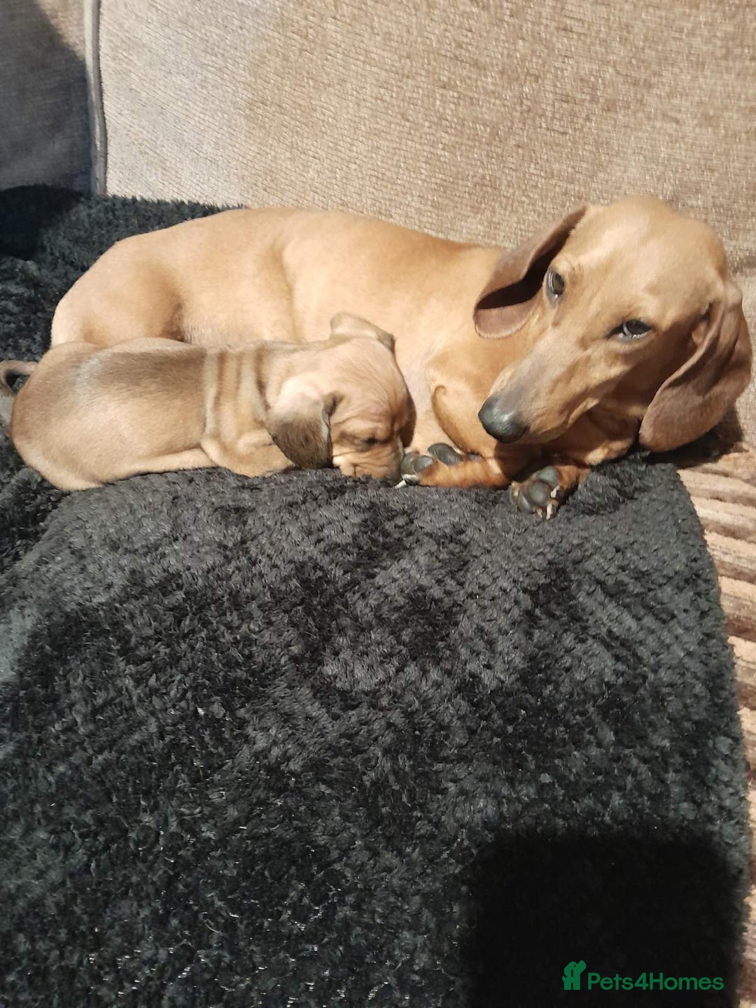 Dachshund dogs for sale: Adorable dachshund puppy - Image 6
