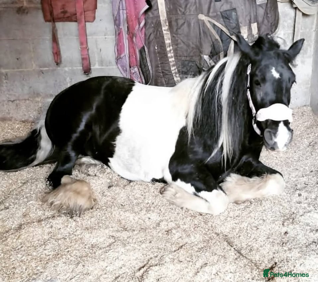 Irish Cob horses for sale: Beautiful Lexi in Gravesend - Advert 3