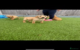 Labrador Retriever dogs for sale: Labrador puppies - Image 2