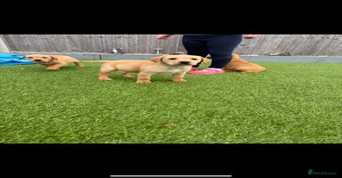 Labrador Retriever dogs - Advert 11