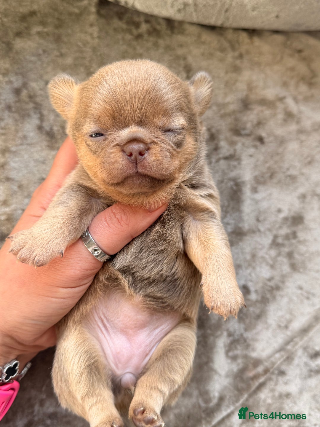 Chihuahua dogs for sale: 💖 Esquire litter of chihuahua puppies 💖 - Advert 28