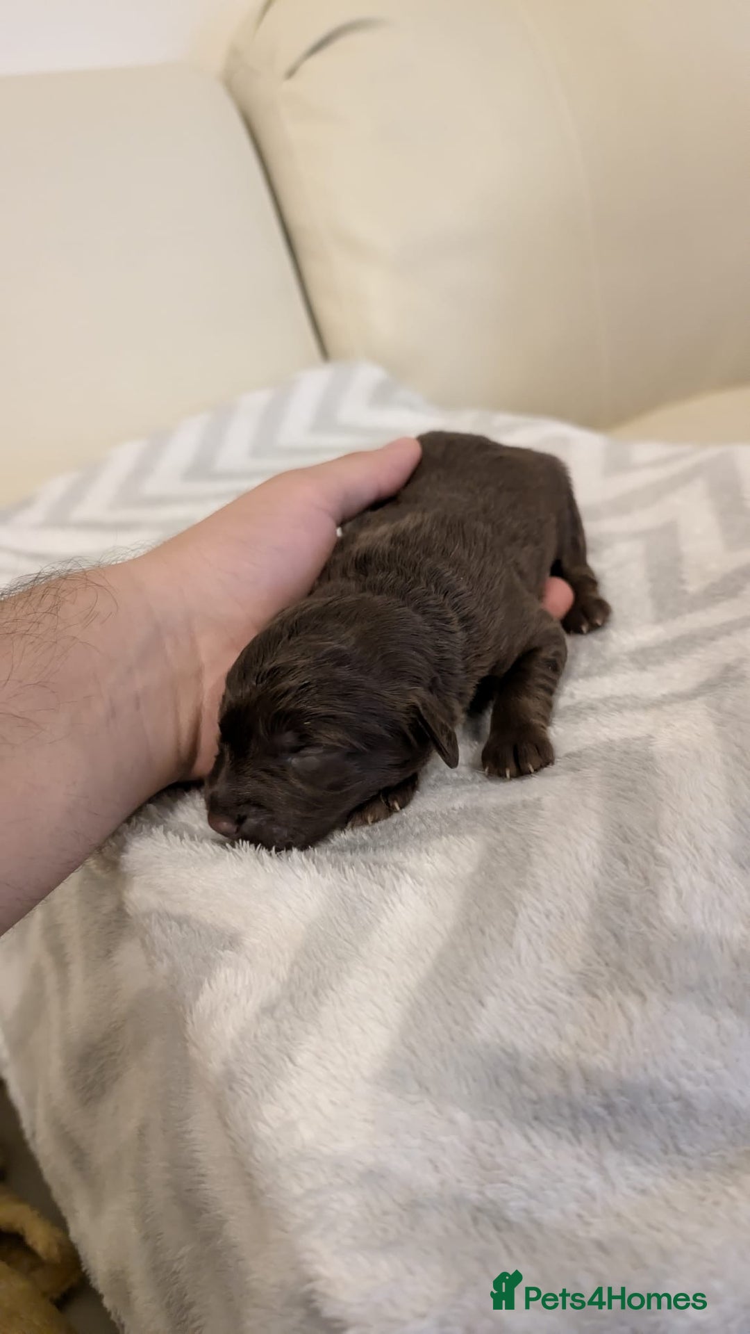 Labradoodle dogs for sale: 11 adorable Labradoodle puppies - Image 8