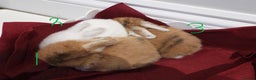 Mini Lop rabbits for sale: Adorable Purebred Baby Mini Lops - Advert 2