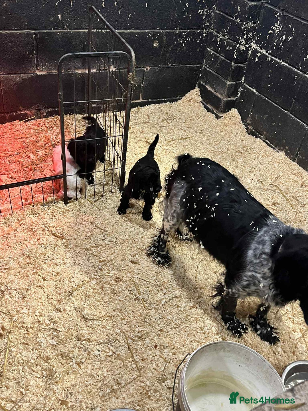 Cockapoo dogs for sale: Cockapoos  - Advert 2