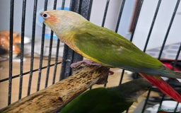 Conures birds for sale: pineapple Conures - Image 3