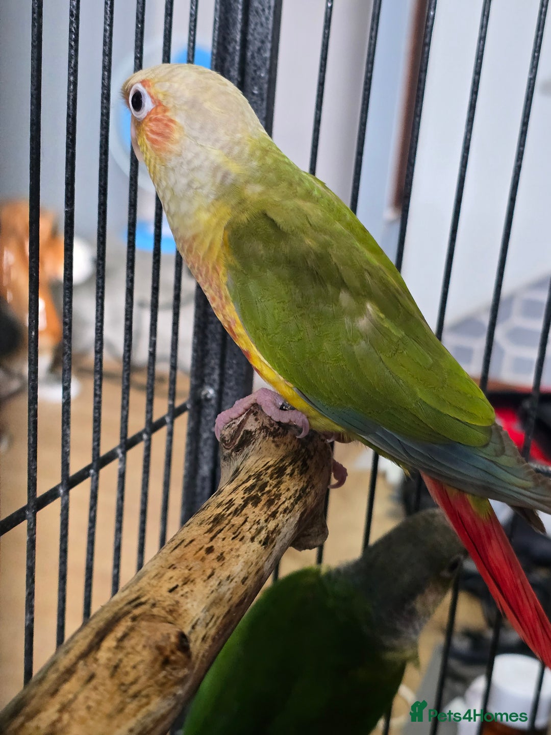 Conures birds for sale: pineapple Conures - Image 3