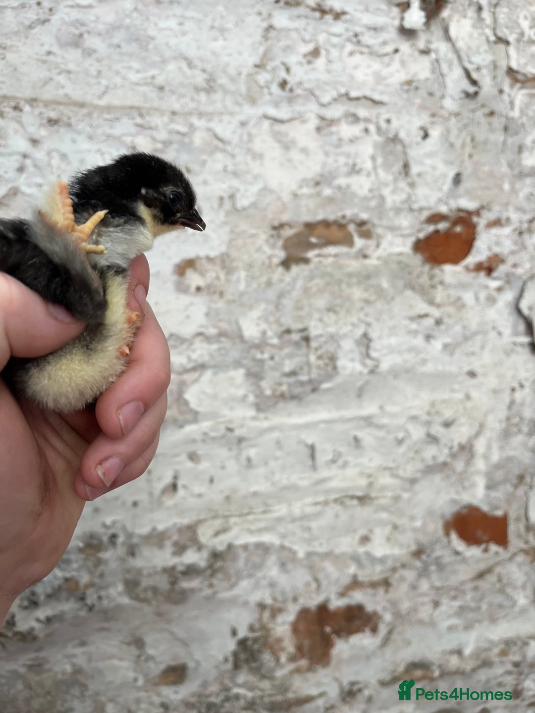 Chickens poultry for sale: Pekin bantam chicks  - Image 3