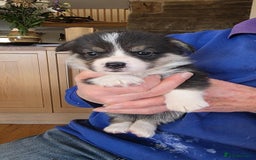 Welsh Corgi Pembroke dogs for sale: CORGI PUPPIES , PEMBROKESHIRE  - Advert 4