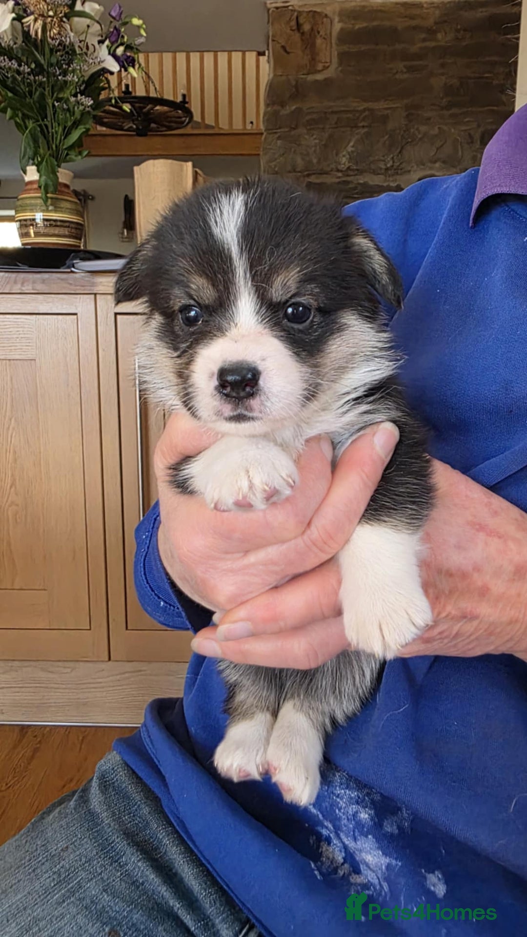 Welsh Corgi Pembroke dogs for sale: CORGI PUPPIES , PEMBROKESHIRE  - Advert 4