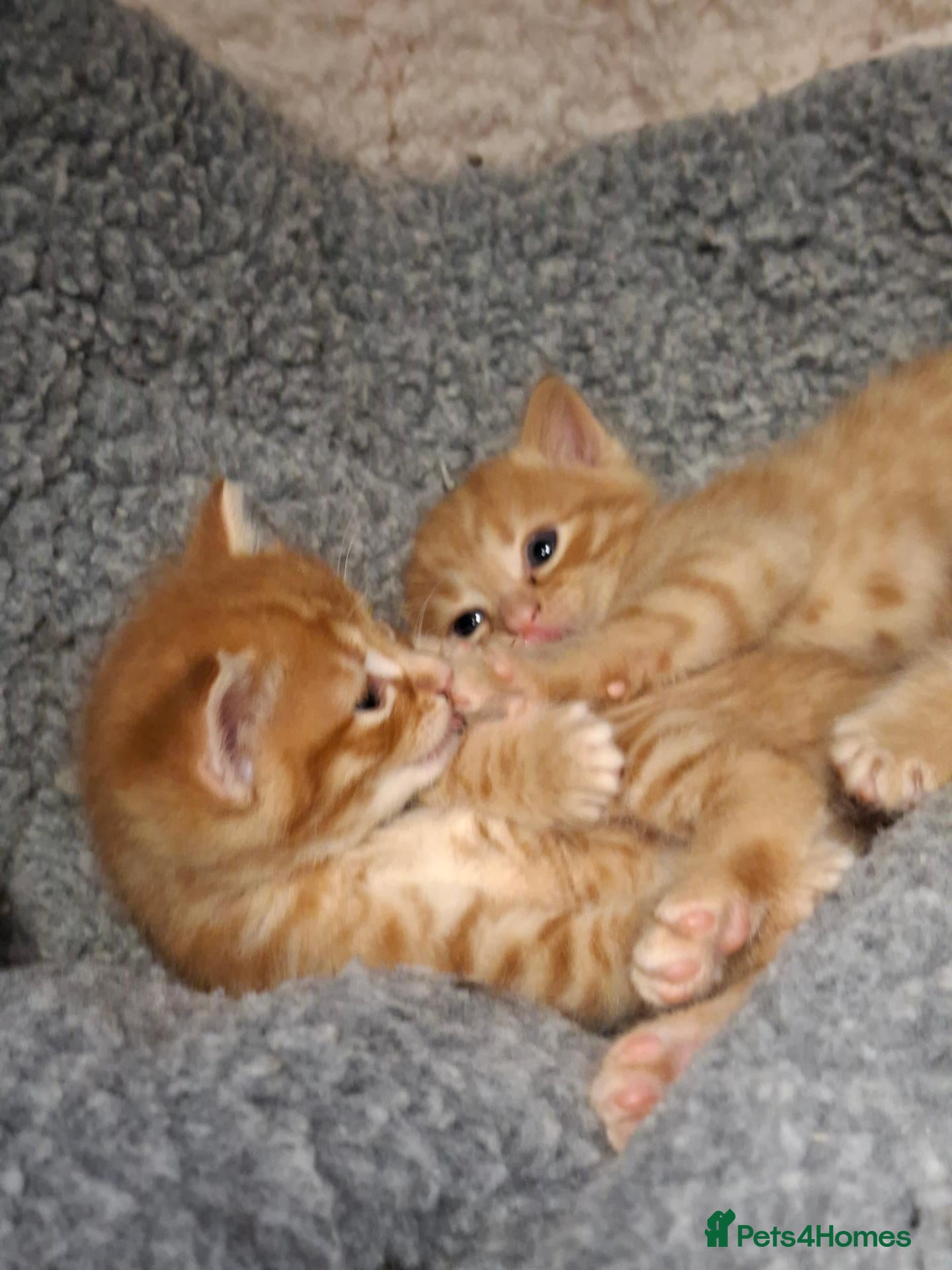 Mixed Breed cats 5 beautiful kittens for sale - Advert 2