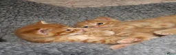 Mixed Breed cats for sale: 5 beautiful kittens for sale - Advert 2