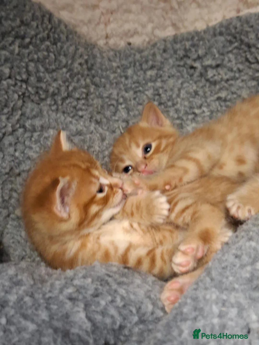 Mixed Breed cats for sale: 5 beautiful kittens for sale - Advert 2
