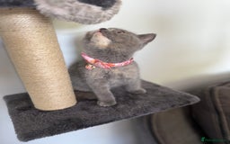 British Shorthair cats for sale: Top quality GCCF reg BSH grand champion lines - Image 17