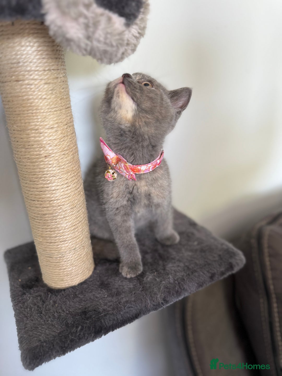 British Shorthair cats for sale: Top quality GCCF reg BSH grand champion lines - Image 17
