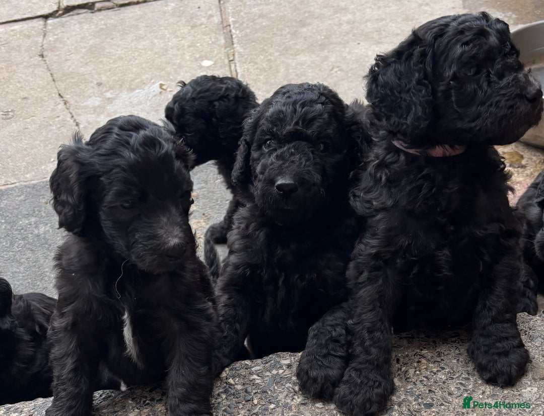 Goldendoodle dogs for sale: Golden doodles  - Image 18