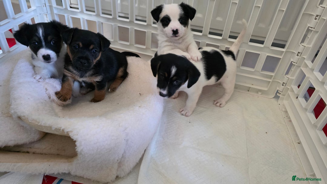 Jack Russell dogs for sale: Jack Russell puppies  - Image 12