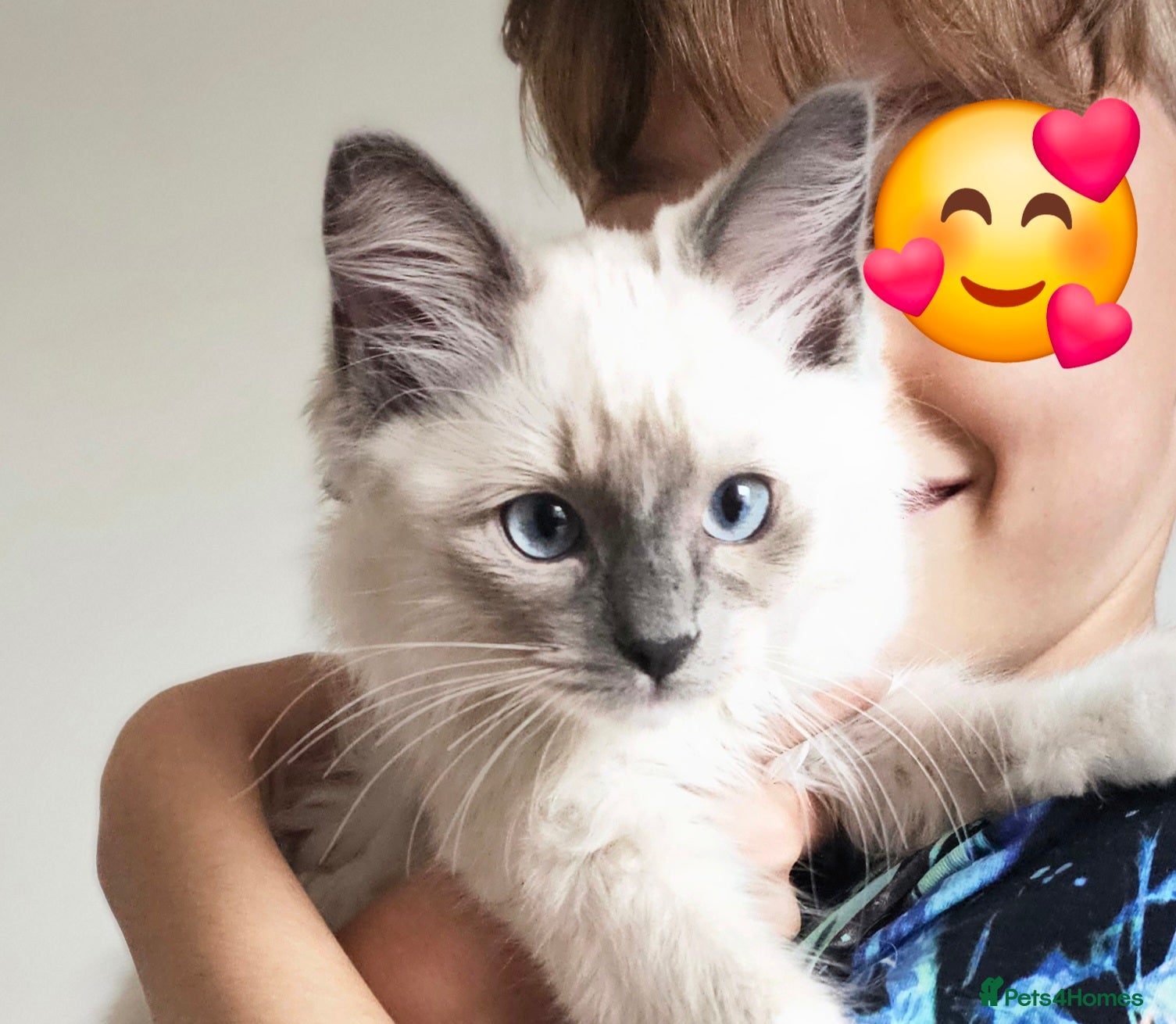 Ragdoll cats Ragdoll boy male bluepoint - Advert 1