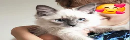 Ragdoll cats for sale: Ragdoll boy male bluepoint - Advert 1
