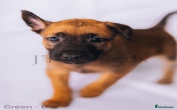 Belgian Shepherd Dog dogs for sale: Belgian malinois puppies - Image 15