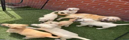 Golden Retriever dogs for sale: Kc reg golden retriever puppies  - Advert 17