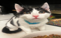 Mixed Breed cats for sale: Beautiful mixed Boy - Advert 3